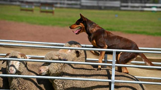 A dog overheating may also be unable or unwilling to move around. Picture: Toni Somes