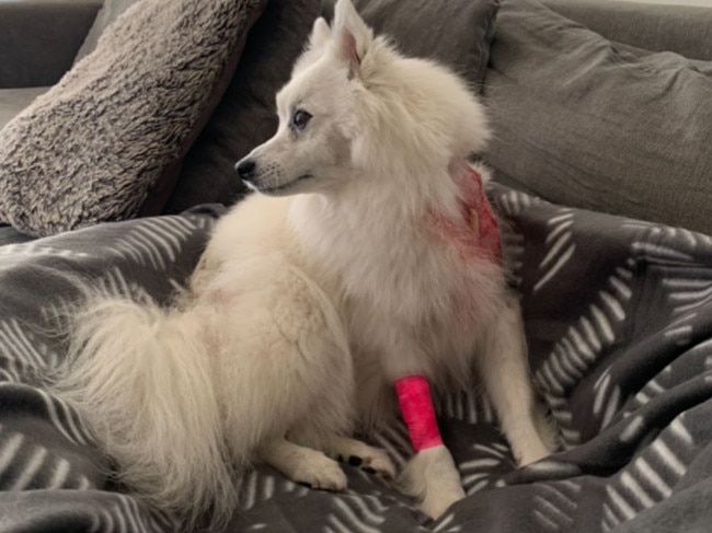 Michelle Frith's dog Bella was attacked on the beach at Rose Bay