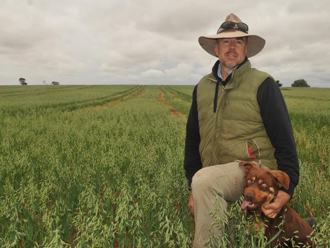 Farmer Ian Arney in an oats crop on his farm at Werrimull in the Millewa district of northwest Victoria. October 2020. Picture: JAMES WAGSTAFF
