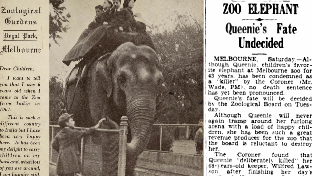 Mitchell Toy: Melbourne Zoo’s Killer Elephant Queenie 