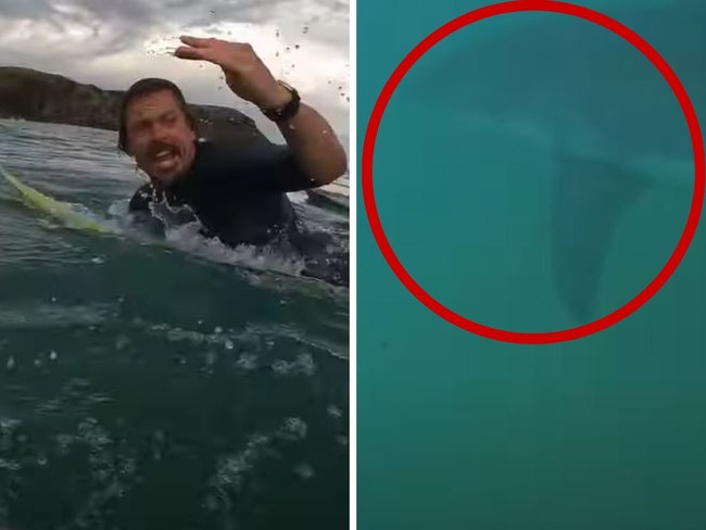 'Froze': Aussie surfer's chilling shark moment