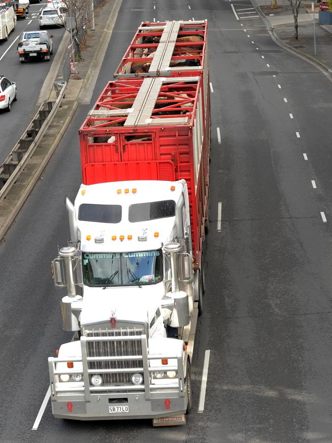 Heavy vehicles transporting livestock along City Rd. Picture: Andrew Henshaw