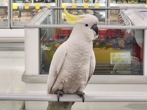 Mickey the cockatoo remains trapped in a Coles supermarket in Macarthur Square. Picture: Supplied/2GB