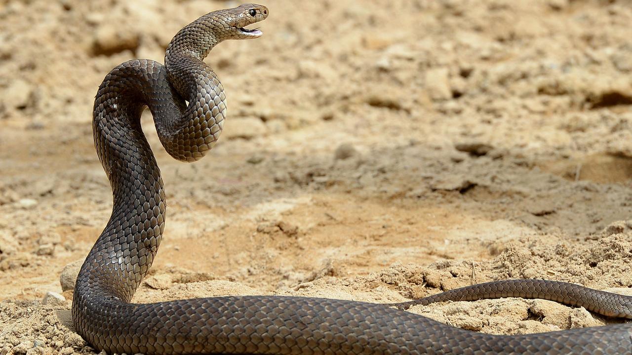 Most snake-related fatalities were caused by a venomous snake. Picture: William West/AFP