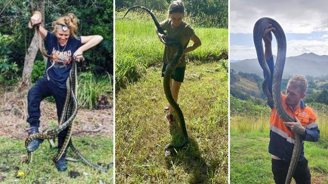 Northern NSW snake catchers relocating some of the snakes out and about on the North Coast.