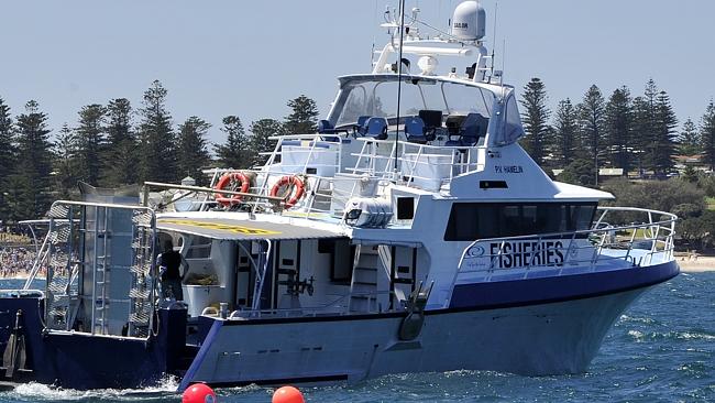 Report of 4m shark caught off Dunsborough | news.com.au — Australia’s ...