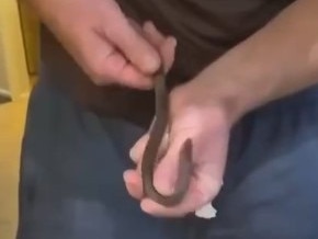 A Toowoomba man has recounted the moments after he was bitten by a what he thought was a 