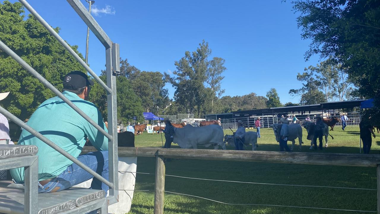 Onlookers watching the cattle in the Dairy Arena on the first day of the Gympie Show 2021.