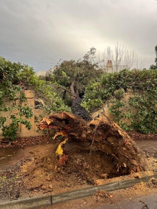 Wild winds brought a tree down on to a fence at Aroha Tce, Black Forest.