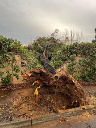 Wild winds brought a tree down on to a fence at Aroha Tce, Black Forest.