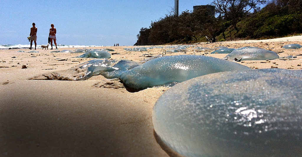 Bluebottle 'epidemic': thousands stung as record numbers swarm Queensland  beaches, Queensland