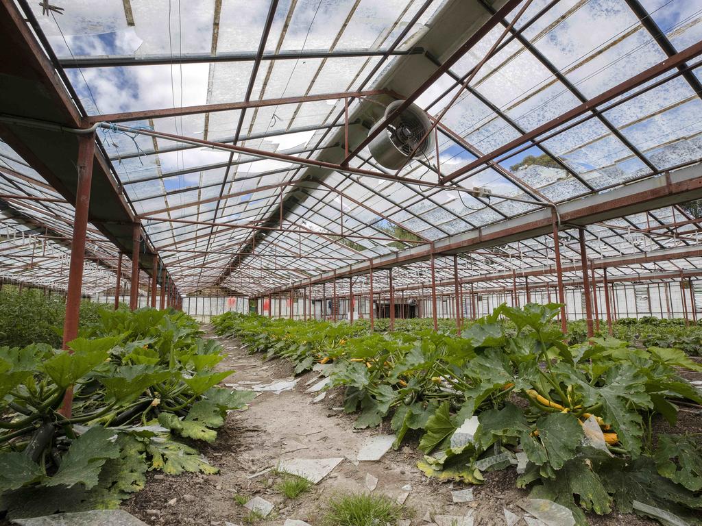 Valley Fresh Farm’s storm-damaged glasshouses at Huonville. Picture: Chris Kidd