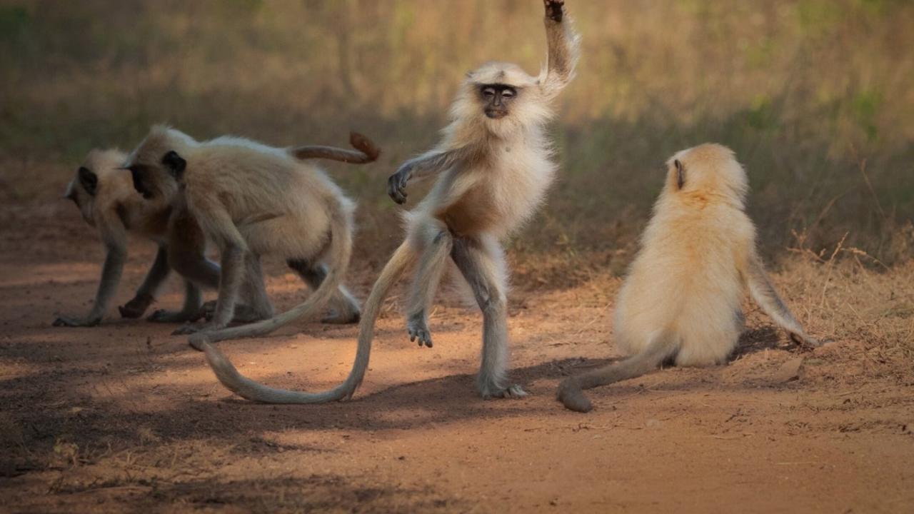 This funky creature appeared more than happy to strike a pose for the camera. Picture: Comedy Wildlife Awards