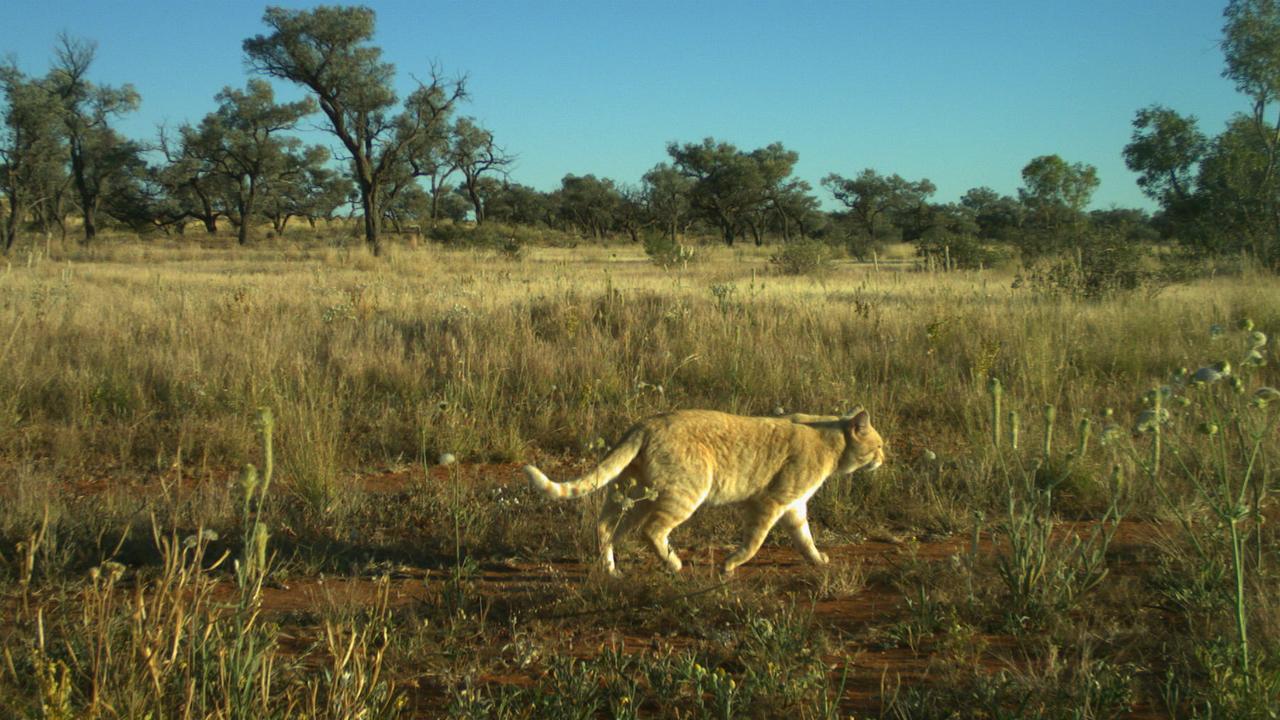 Researcher catches huge feral cats on camera roaming in Australian