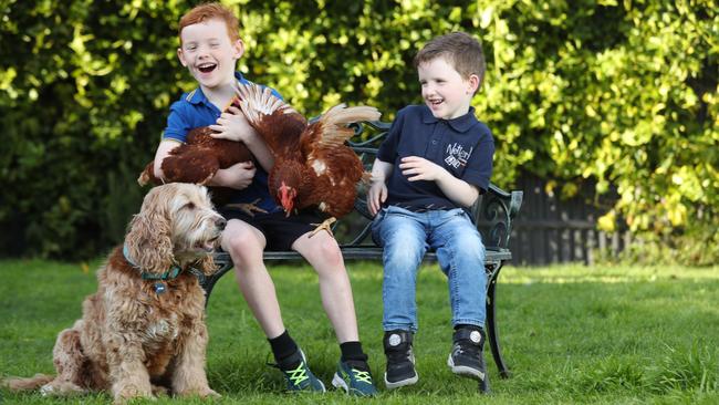 Lenny, 7 and Nash,4, in their backyard at Clapham. Picture: Tait Schmaal.