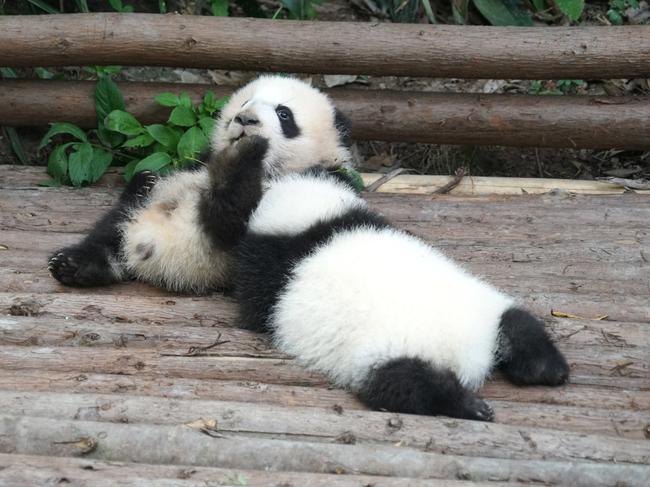And during summer and autumn, there are even newborns in nursery incubators as they try to increase the numbers of the animals. The WWF says there are less than 2000 left in the wild. Photo: istock