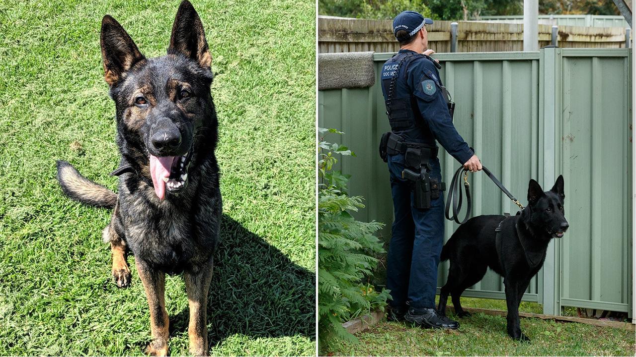 Two police dogs found dead in cop vehicle