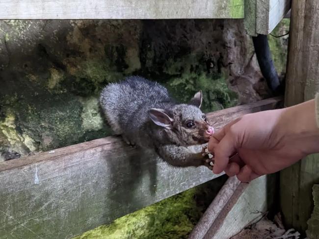Possums at the Umpherston Sinkhole in Mount Gambier. Picture: @travellingauswithmac on Instagram
