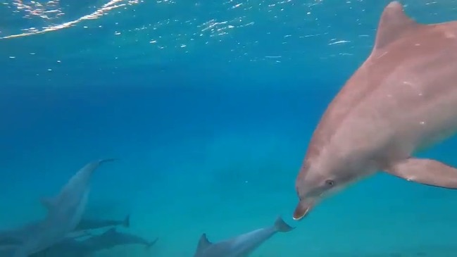 Fin-tactic! Surfer Has Close Encounter With Dolphins at Byron Bay Beach