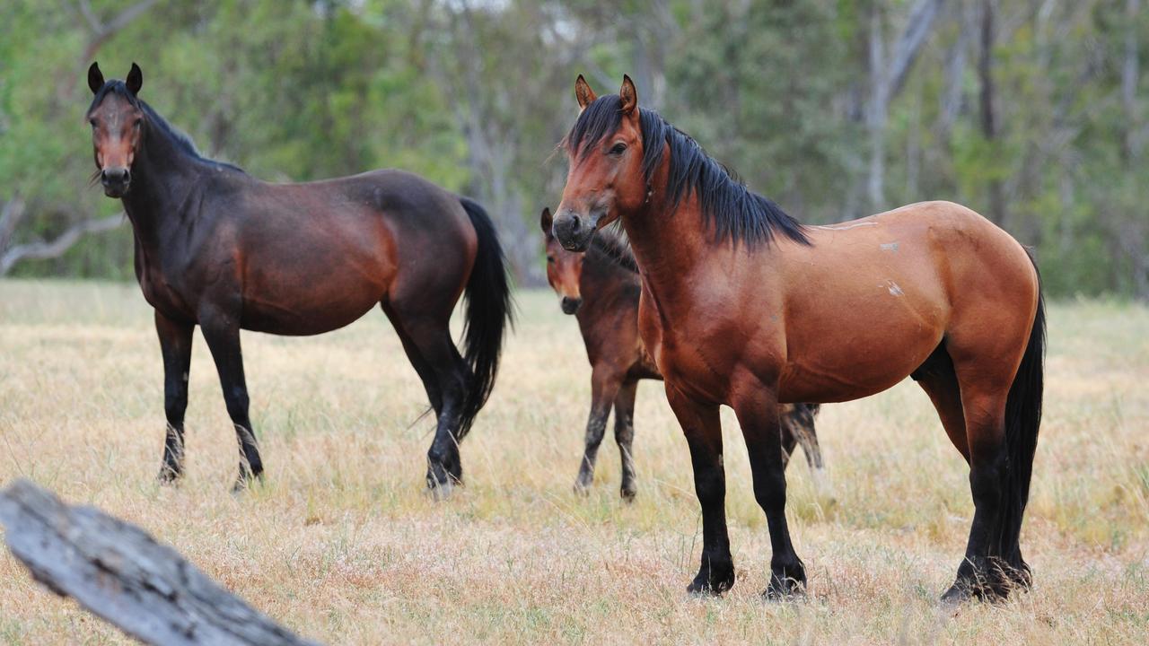 Parks Victoria to shoot 500 Barmah brumbies and start on 5000 in Alps The Weekly Times
