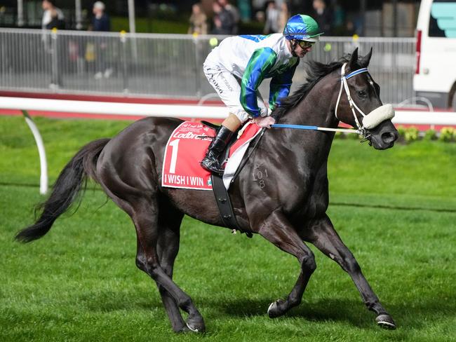 I Wish I Win (NZ) on the way to the barriers prior to the running of the Ladbrokes Manikato Stakes at Moonee Valley Racecourse on September 27, 2024 in Moonee Ponds, Australia. (Photo by George Salpigtidis/Racing Photos via Getty Images)