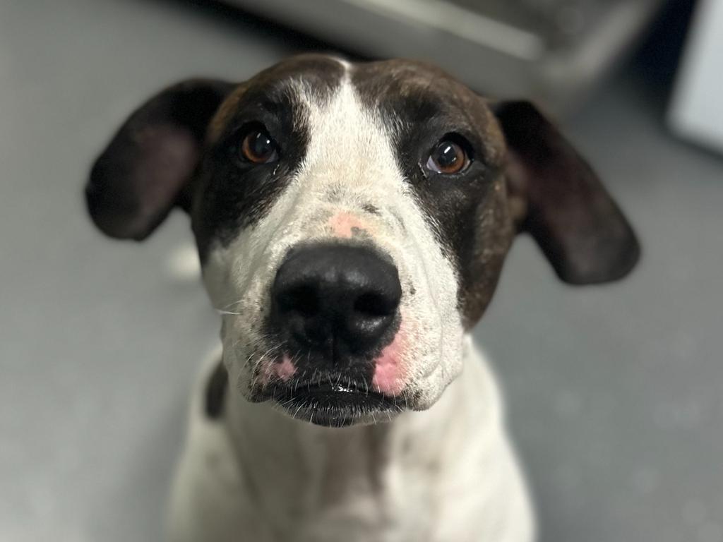 Beren's dog Jan will have to rehomed after her owner's passing.
