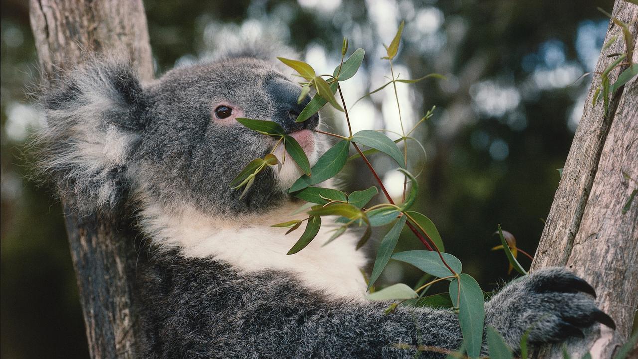 Koala with a Heart print by Michael artefacti