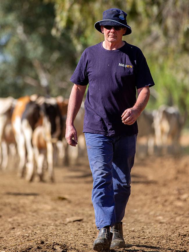 Farmer Wayne German is selling his dairy farm and culling the herd. Picture: Mark Stewart