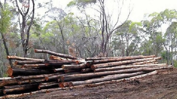 Tree clearing on the Sunshine Coast.