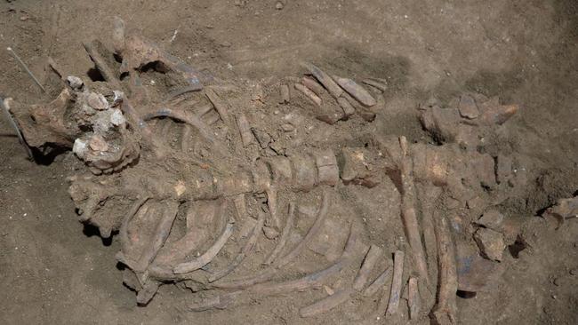 Australian and Indonesian archaeologists stumbled upon the skeletal remains of a young hunter-gatherer whose lower leg was initially believed to be amputated by a skilled surgeon. Picture: Tim Maloney