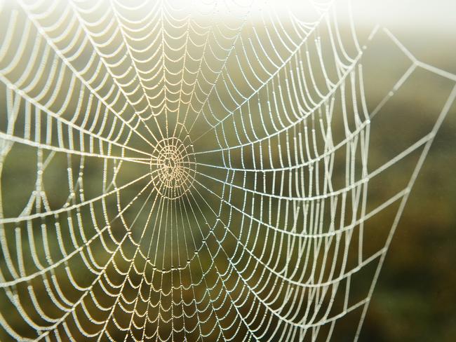 LANDSCAPE: Early morning rural landscape at CobawPictured: spider web sunrise.PICTURE: ZOE PHILLIPS