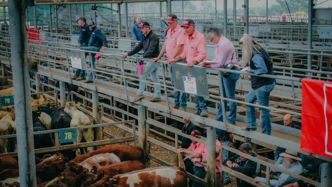 Auctioneers take bids at the Leongatha sale, where smaller steers and heifers made more than 500c/kg in places. Picture: Madeleine Stuchbery