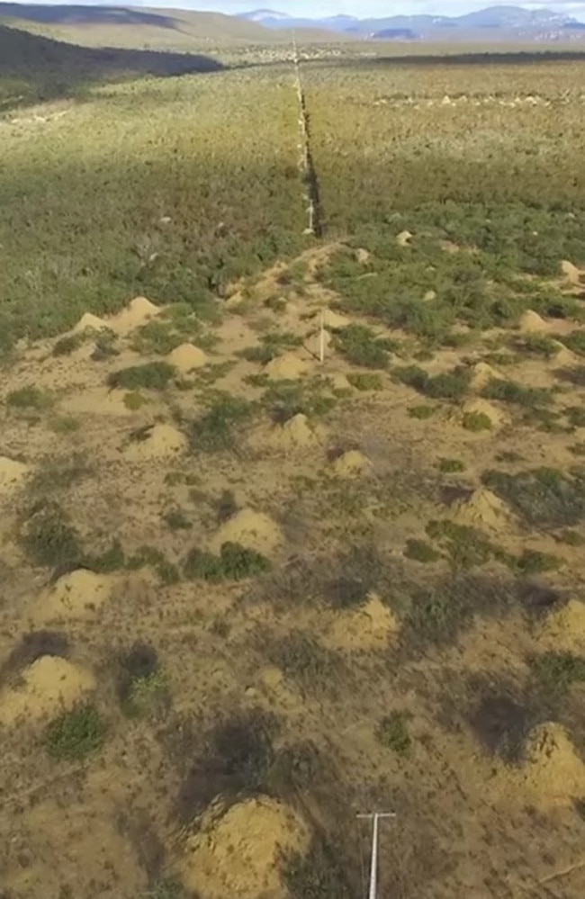 The mounds were only visible after large parts of the forest were cleared. Picture: Roy Funch