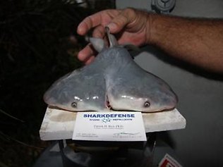 Two-headed shark