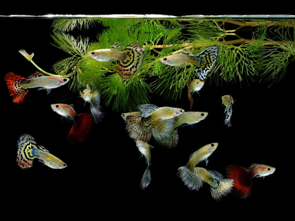 Fish tanks have a hypnotic quality. Picture: Hi-Tek Aquariums/supplied