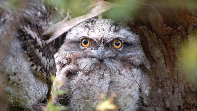 Spotted a tawny frogmouth? Picture: Cat Soper.