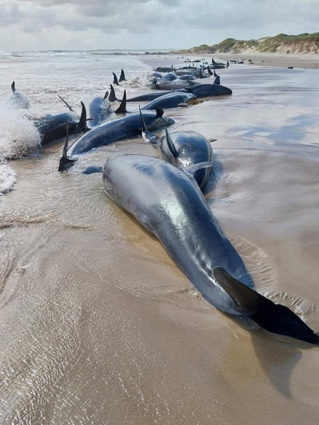 Mass whale stranding near Arthur River on Tasmania's West Coast on February 19, 2025. Picture: NRE Tas