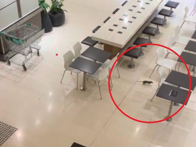 Monster rat spotted in Westfield food court