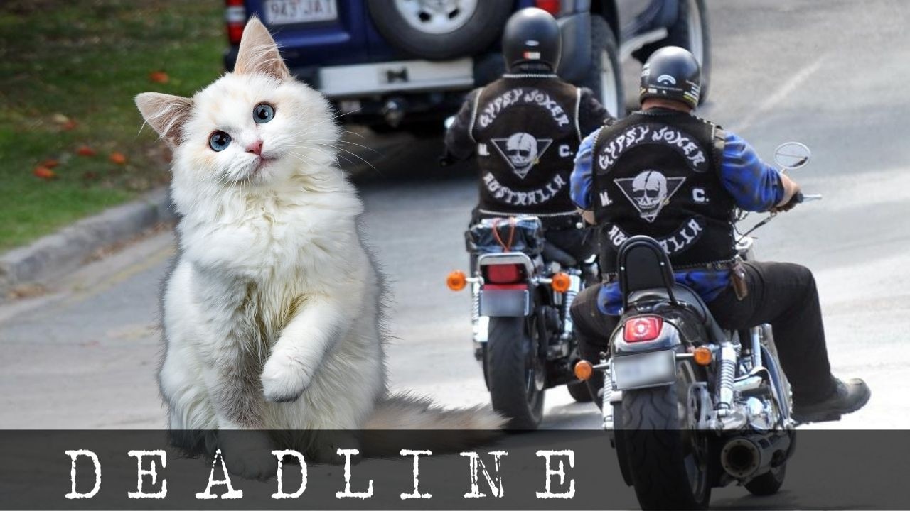 Deadline: Gypsy Jokers bikie pinged for $6000 in unpaid cat ...