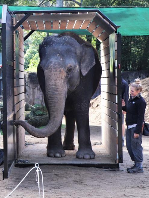 She has been training for the move. Picture: Auckland Zoo