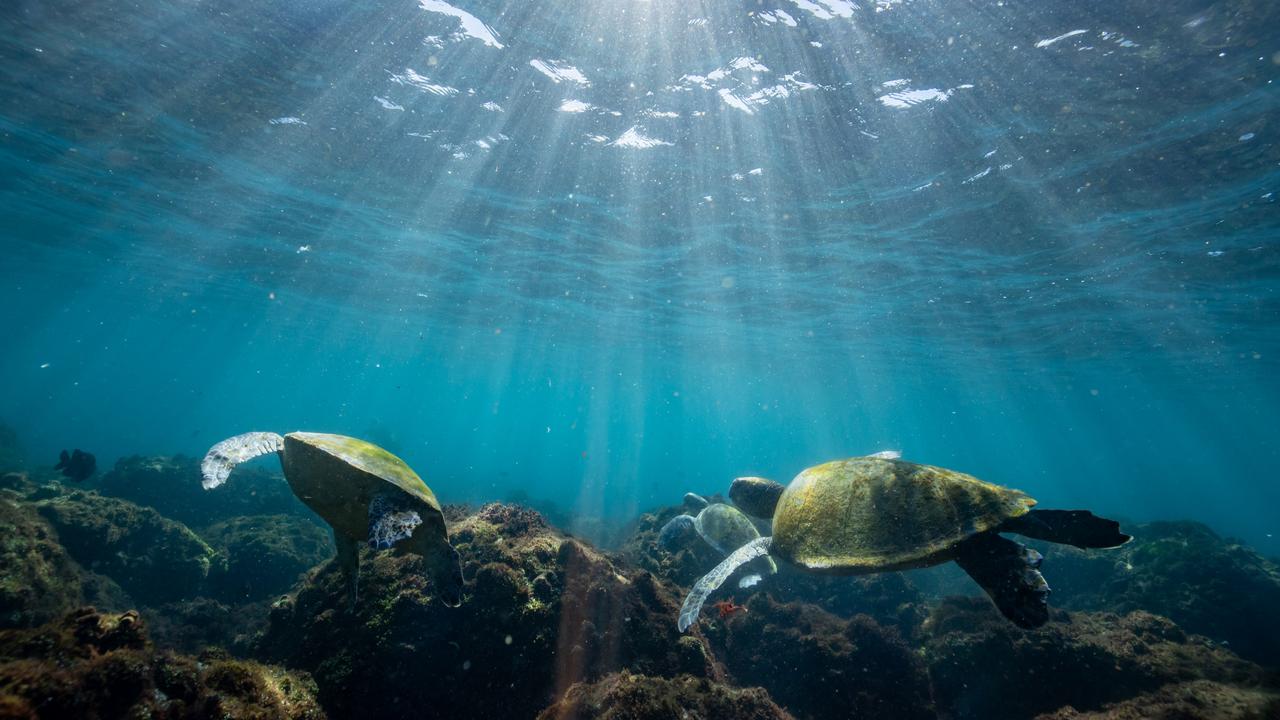 Turtles are loving the warm winter waters of northern NSW. Picture: Luke Marsden