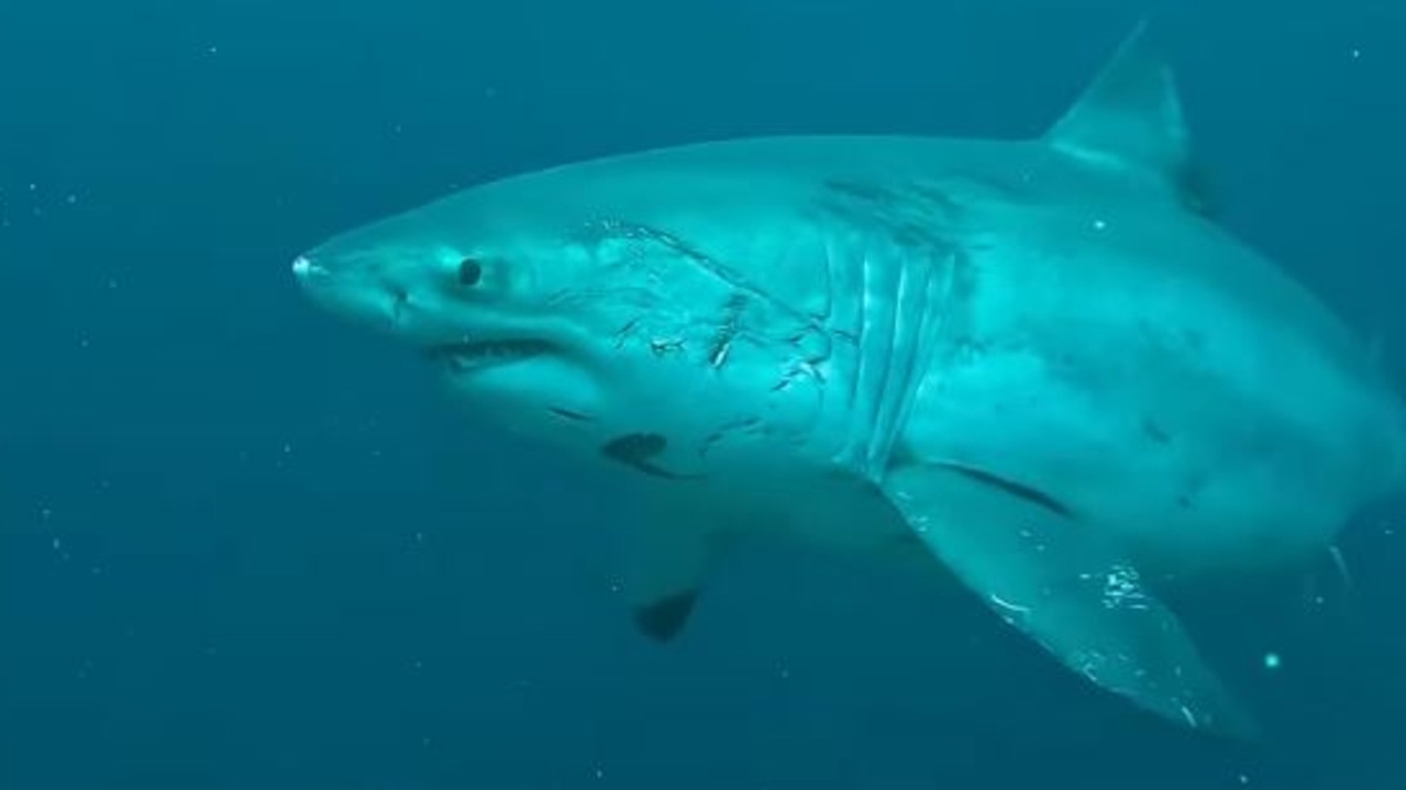 Diver’s terrifying close encounter with shark