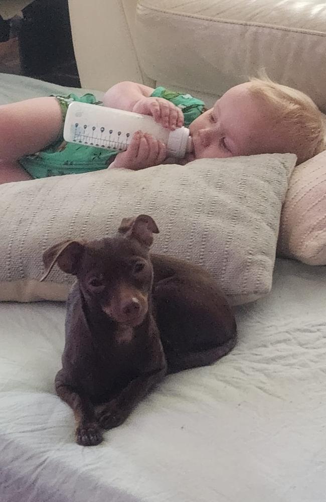 Roxie the Chihuahua has been voted the cutest dog on the Fraser Coast for 2024