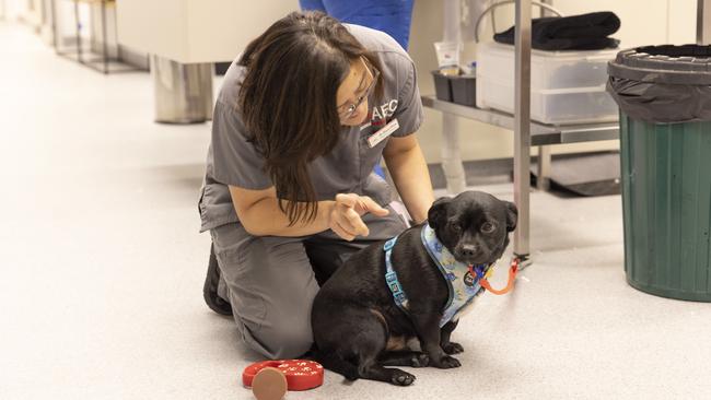 Dr Chua chats to Franklin about the foolhardiness of swallowing socks. Picture: Mark Cranitch