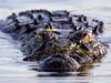 Horror moment croc attacks boat