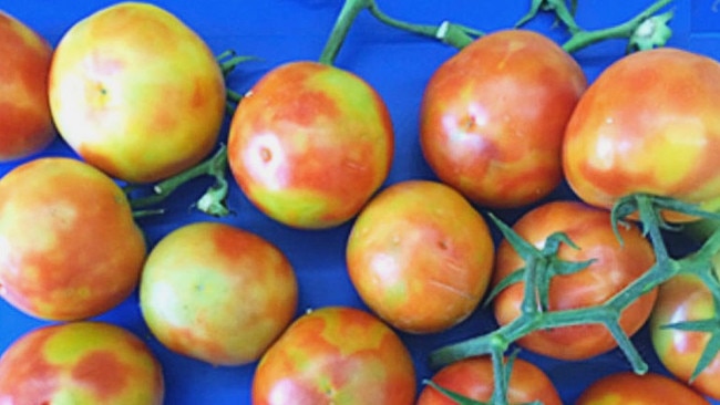 Examples of fruit affected by tomato brown rugose fruit virus. Picture: Department of Primary Industries