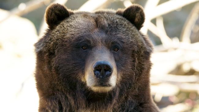 In this Sept. 22, 2014 photo provided by the Wildlife Conservation Society, grizzly bear Veronica is shown at the Bronx Zoo in New York. Veronica, along with grizzly bear Betty, will be relocating to the Central Park Zoo in November. (AP Photo/Wildlife Conservation Society, Julie Larsen Maher)