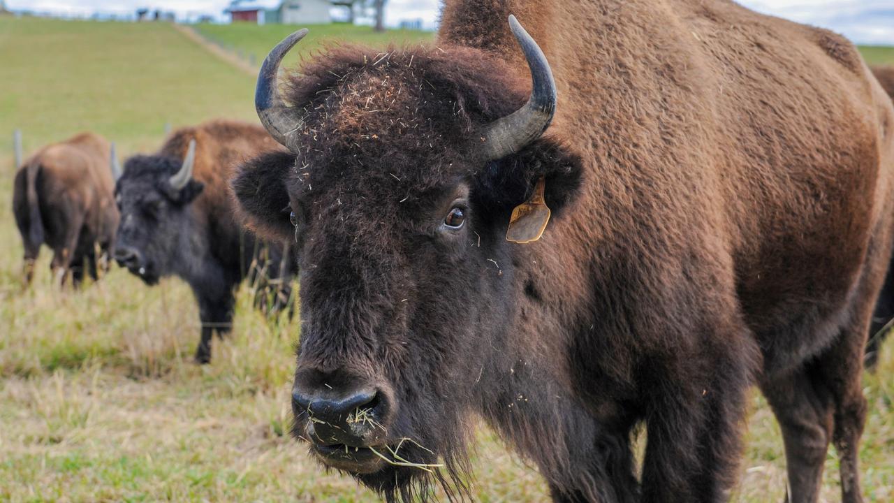 Rural police investigate after four bison potentially stolen | news.com ...