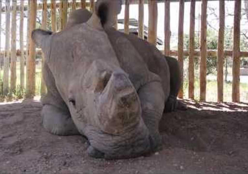 Sudan, the last male northern white rhino, dies in Kenya | news.com.au ...