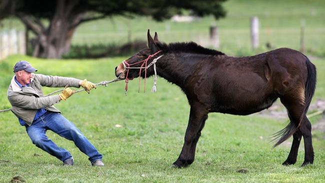 Question 2: Petra the mule was holding her ground. Picture: Craig Borrow